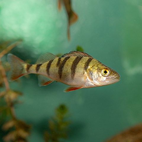 Abborre (Perca fluviatilis) i akvarium på Baltic Science Sea Center, Skansen. Foto.