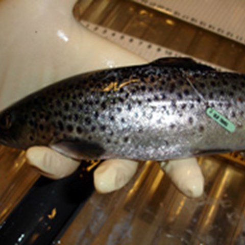 Carlinmärkt fisk. Foto.