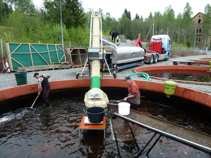 Lastning av laxungar på Sävenfors fiskodling för vidare transport till  Vättern