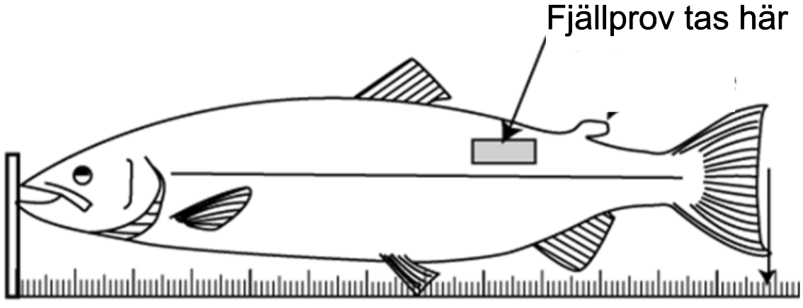 illustration av en fisk