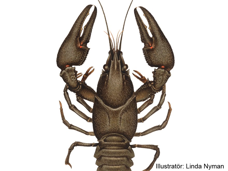 Noble crayfish. Illustration.