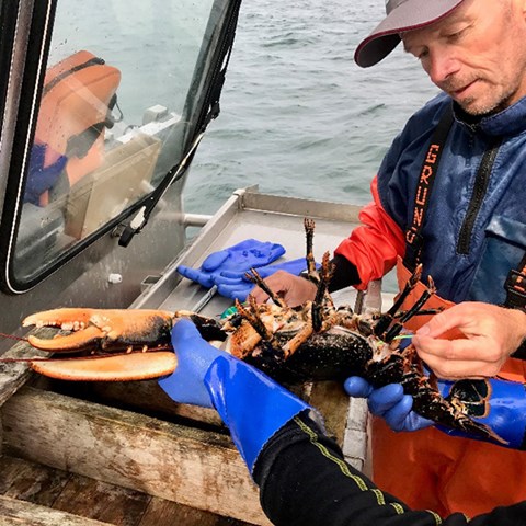 Measuring lobster