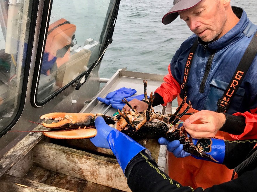 Man measuring lobster