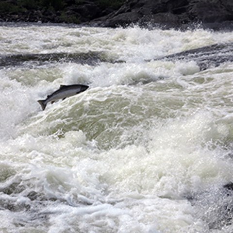 Salmon going upwards in a stream. Photo.