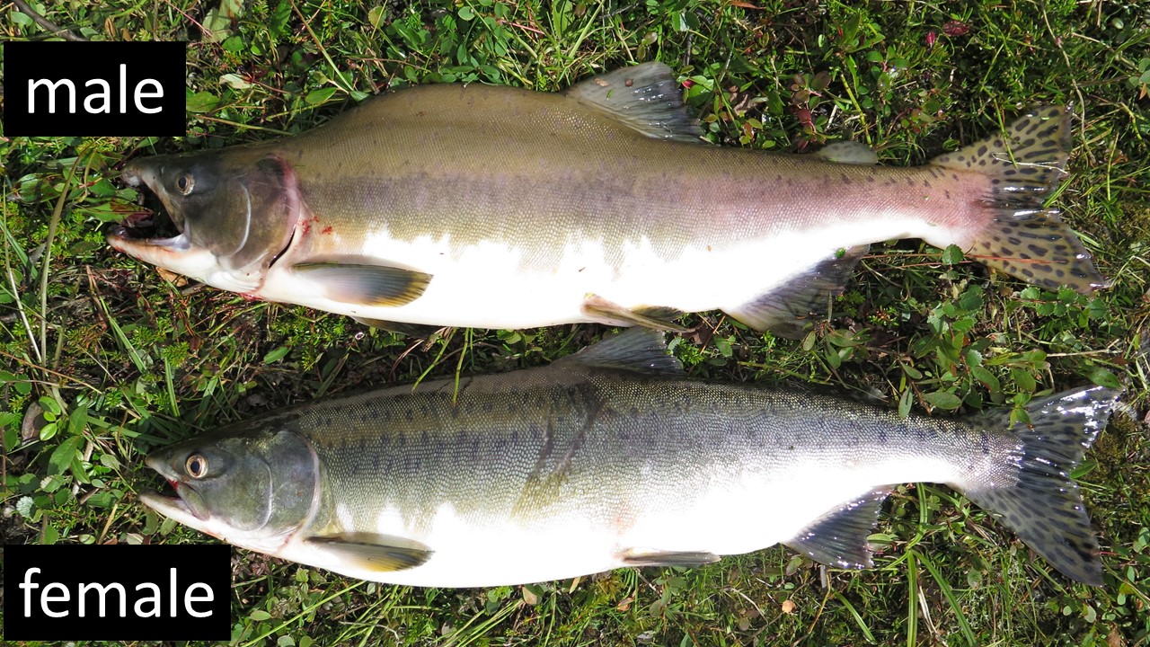 Male and female pink salmon, Norway. Credit Eva Thorstad, NINA_hane_hona.jpg