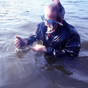 Dykare undersöker musslor i Mälaren. Foto.