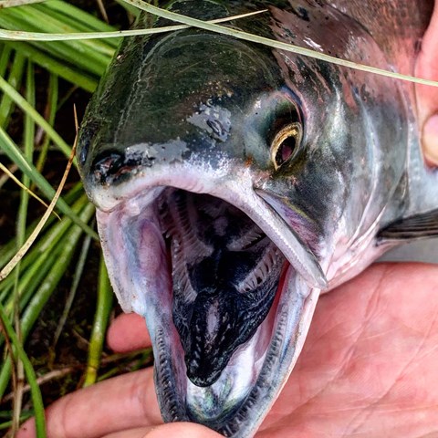 the open mouth of a pink salmon
