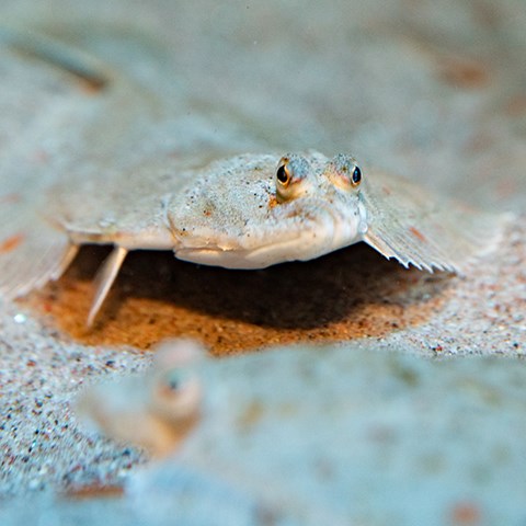 Platichthys flesus