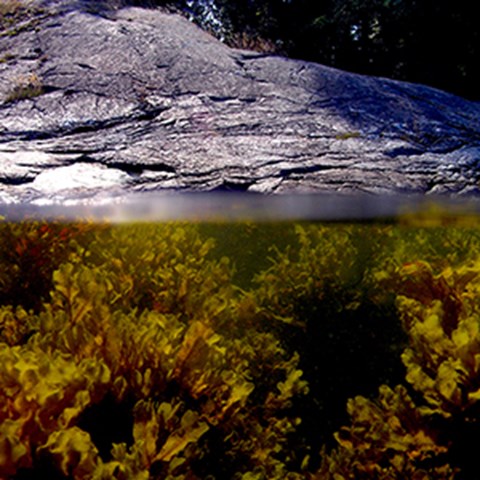 Fucus vesiculosus. Photo.