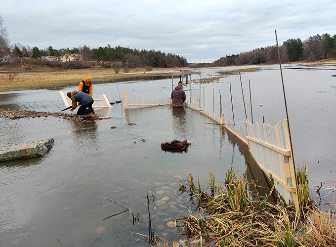 Tre personer står i vatten och monterar grindar i trä. Foto.