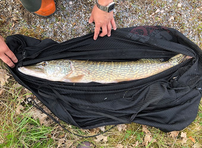 Pike on the ground. Photo.