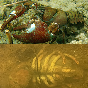 crayfish underwater