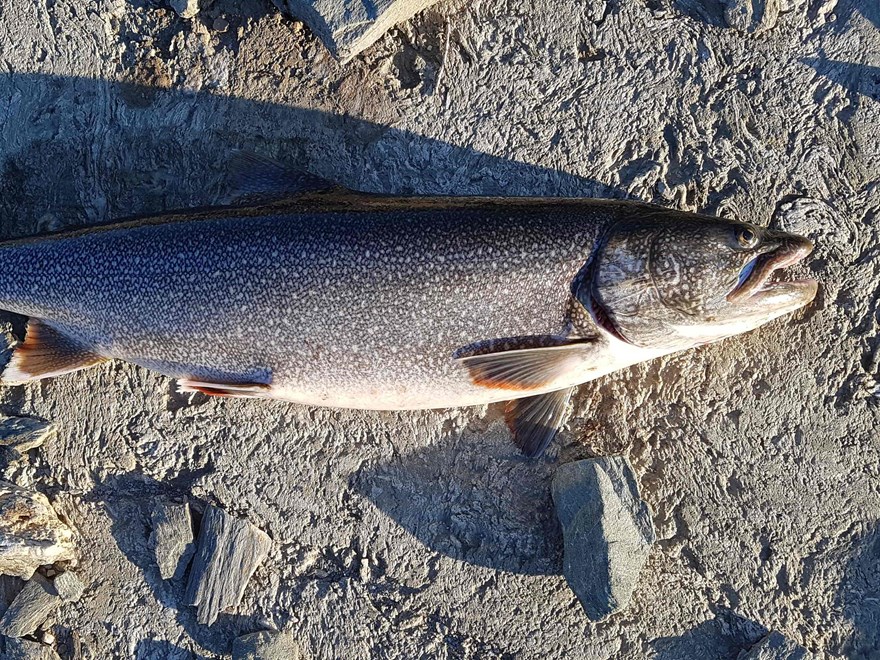 en fisk på en sten