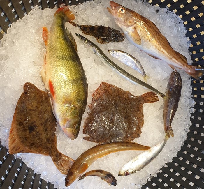 Catches from testfishing in coastal areas.