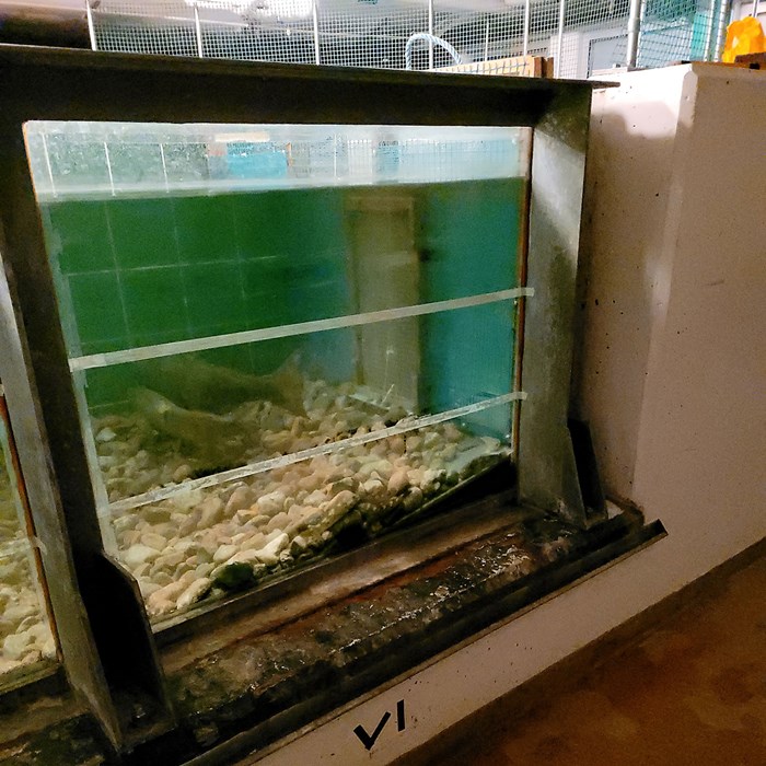 Salmon and round goby in the Fluviarium.