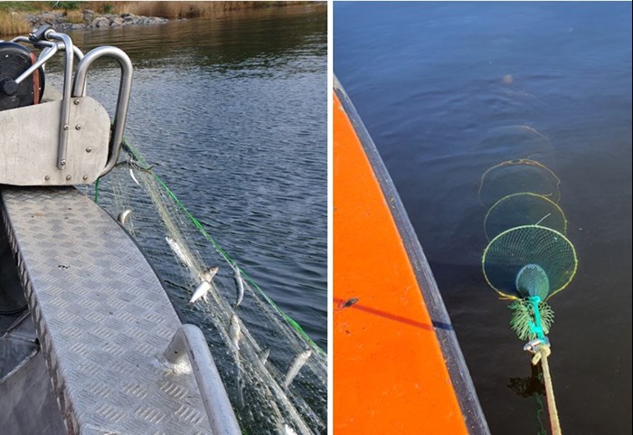 Fångstbarheten hos svartmunnad smörbult med olika fiskeredskap.