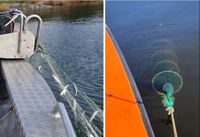 Fångstbarheten hos svartmunnad smörbult med olika fiskeredskap.