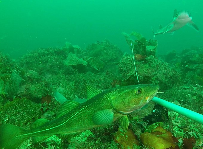 Cod swimming in front of camera underwater