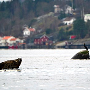 Seal and cormorant in the sea. Photo.