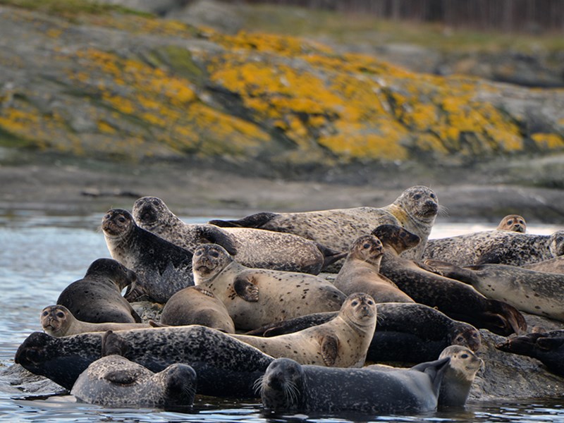 Seals on a rock. Photo.