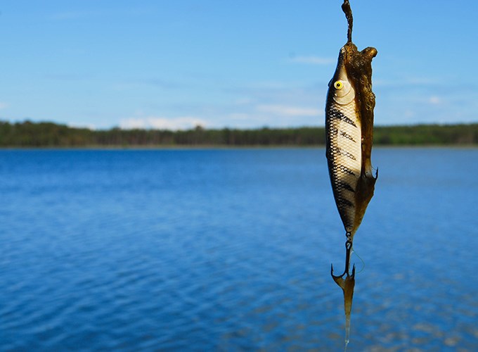 Fiskedrag