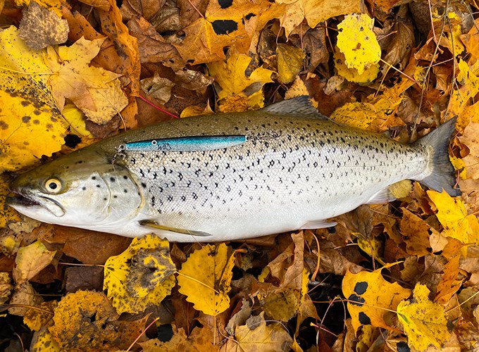 Sea trout