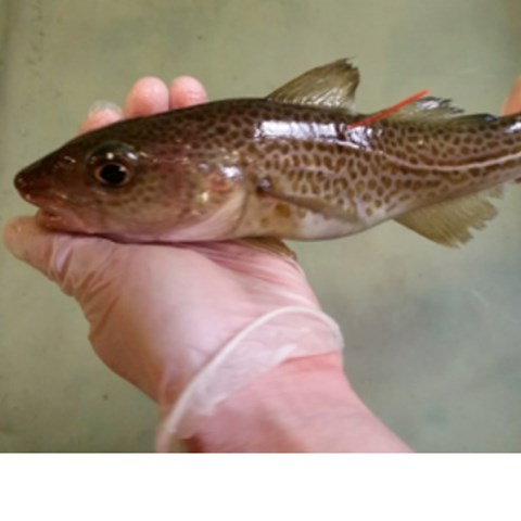 A cod with a yellow tag below the dorsal fin. Photo.