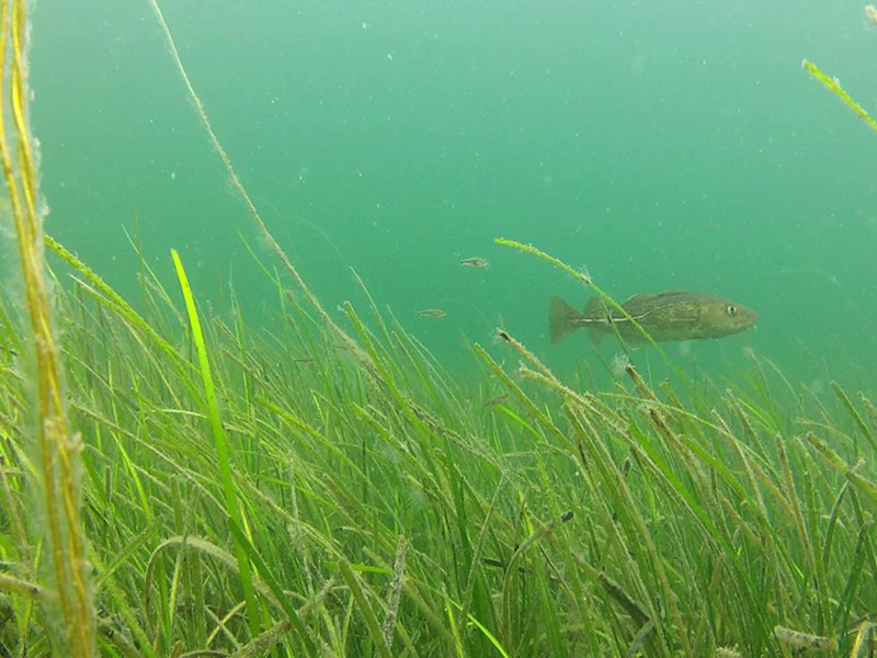 Cod swimming in sea grass. Photo.