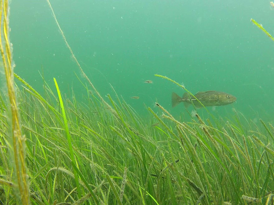 Cod swimming in sea grass. Photo.
