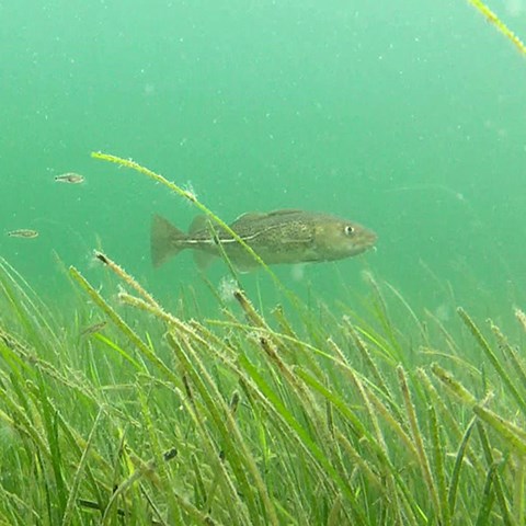 Cod on underwater meadow