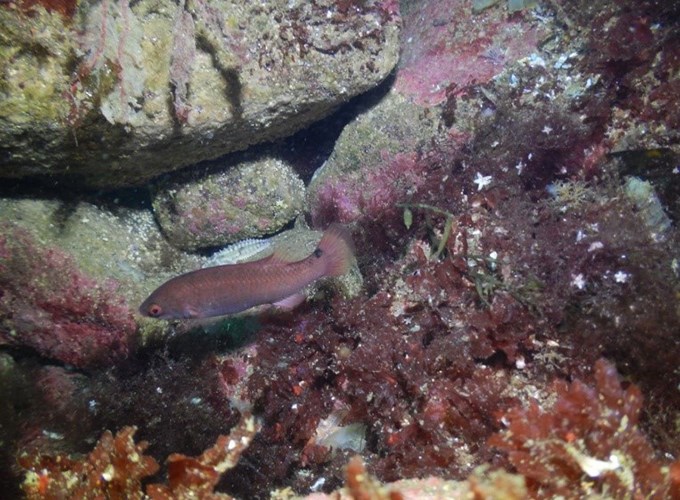 Goldsinny wrasse 