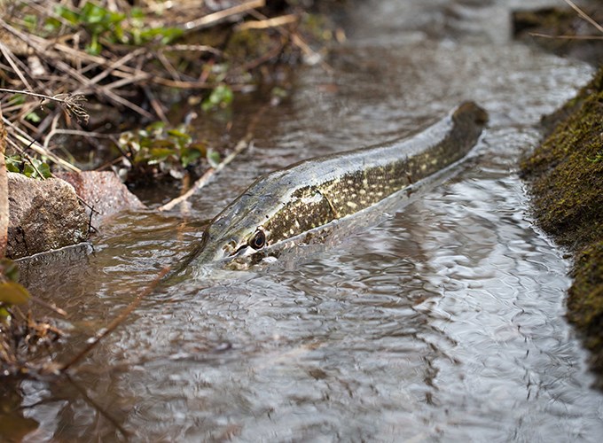 Pike swimming in stream