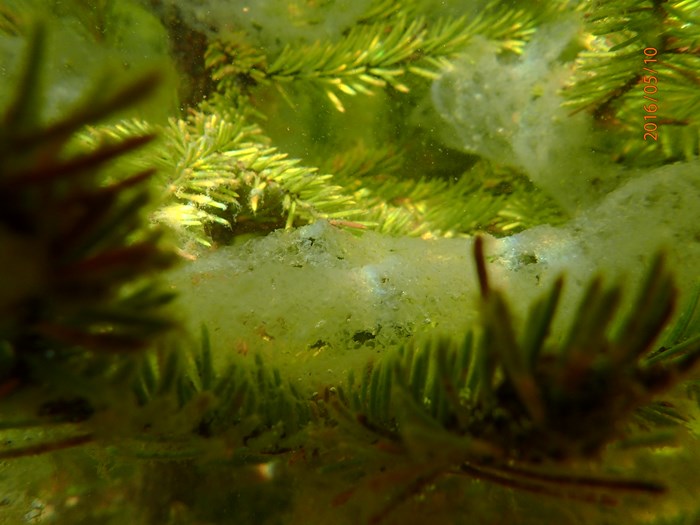 Roe under water