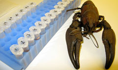 Genetic analysis of crayfish. Photo:Teresa Soler
