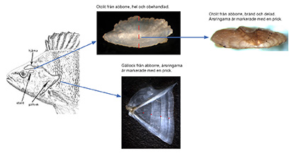 Abborre otoliter o gällock