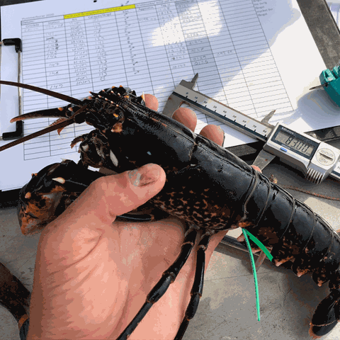 lobster in a hand