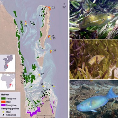 Map oc coral reefs and photo of fish
