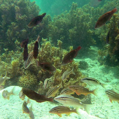 Fiskar på korallrev