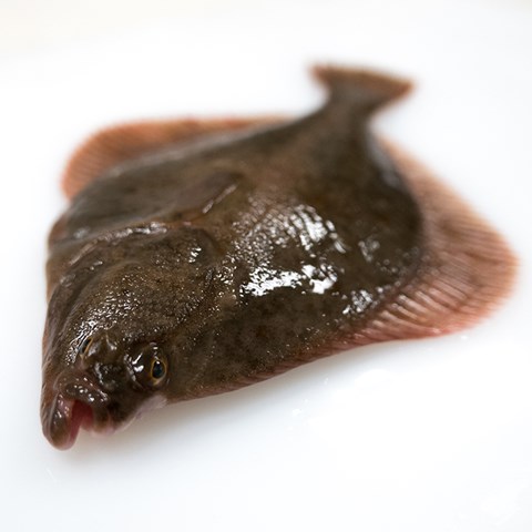 Flounder