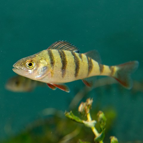 Abborre under watten