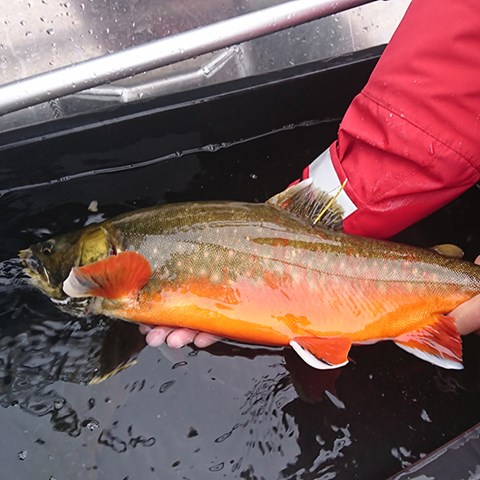 Hand hodling a tagged arctic char