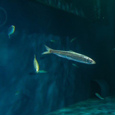 Sill under vatten