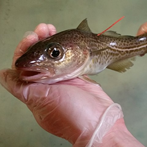 Hand holdning tagged cod