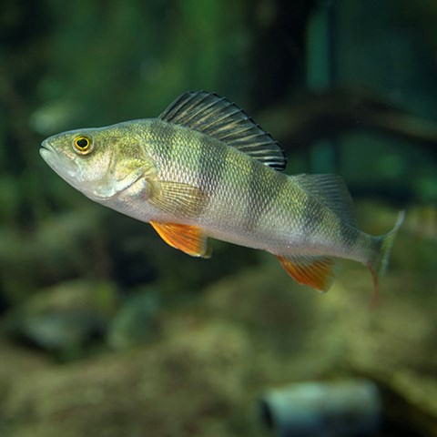 Perch