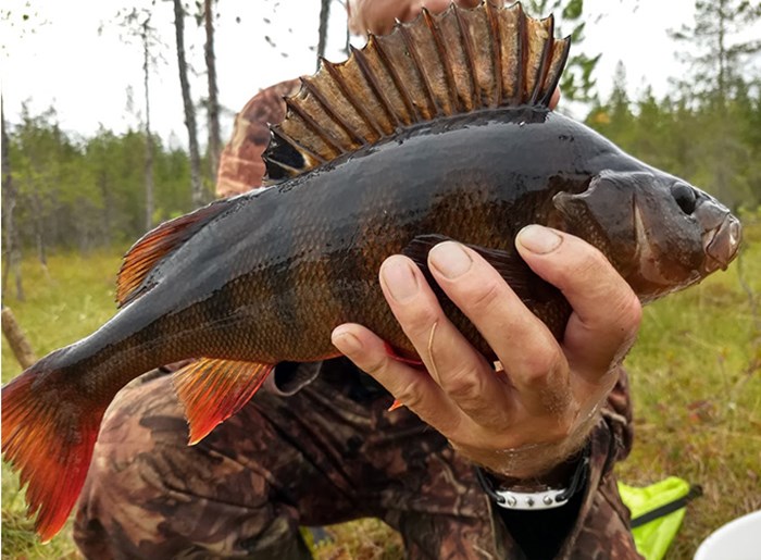 Perch