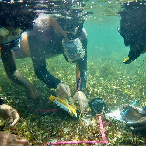 Divers under water