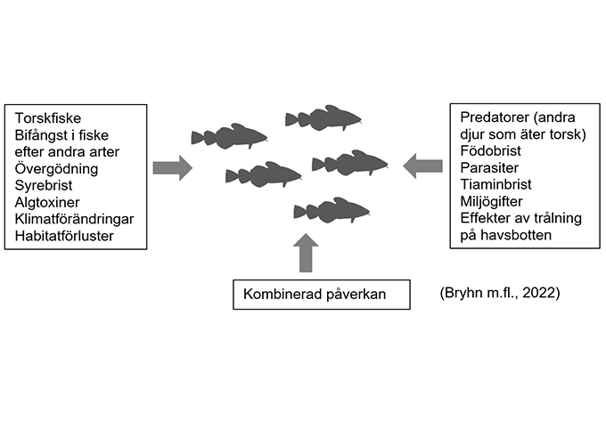 Schematisk bild av torsk