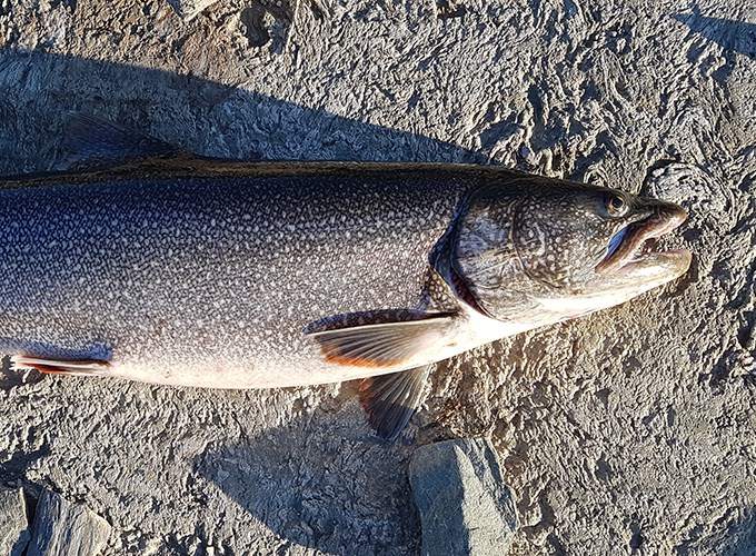 Fisk på klipphäll