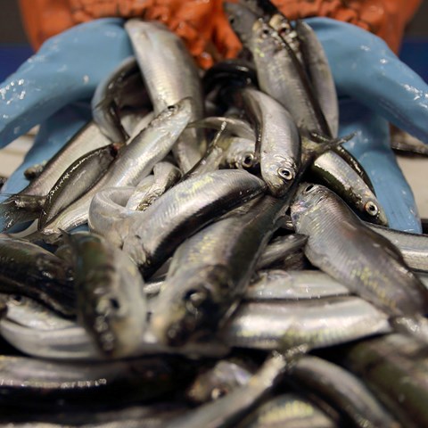 Hand som håller strömming