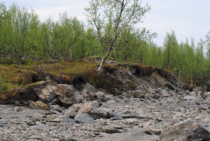 Eroderad strandzon i en reglerad sjö